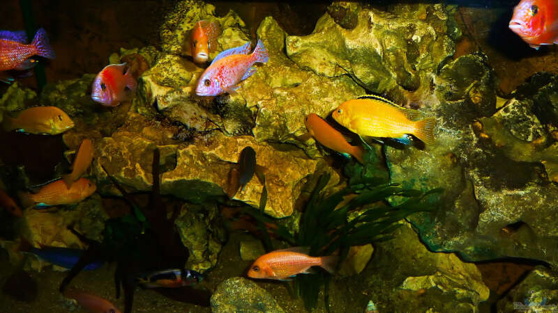Aquarium African sun von H@rdy &gt;&lt;((((°&gt; (6)