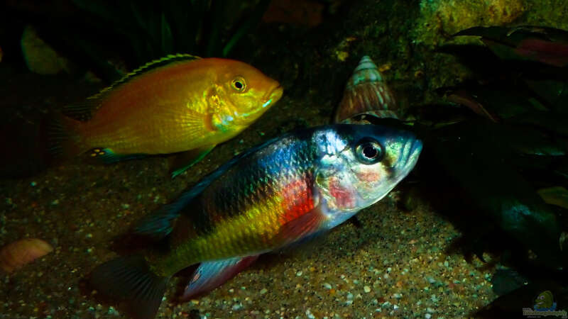 Besatz im Aquarium African sun von H@rdy &gt;&lt;((((°&gt; (40)