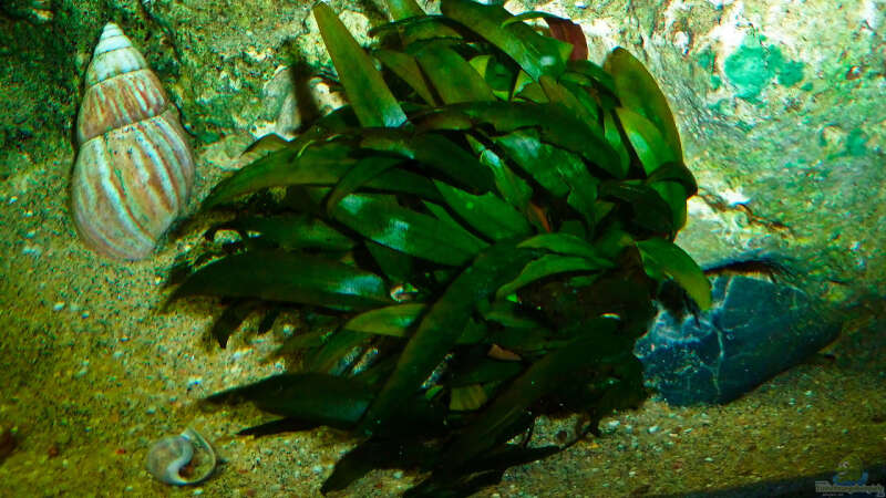 Pflanzen im Aquarium African sun von H@rdy &gt;&lt;((((°&gt; (16)