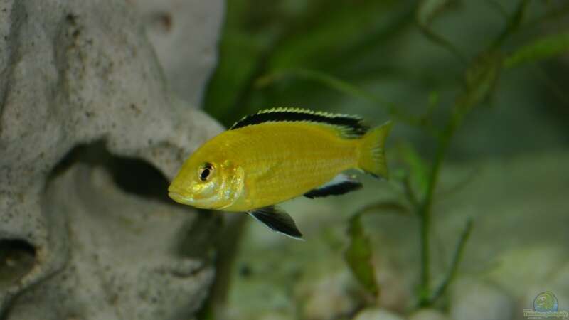 Labidochromis Caerulius Yellow von Gerhard Unruh (9)
