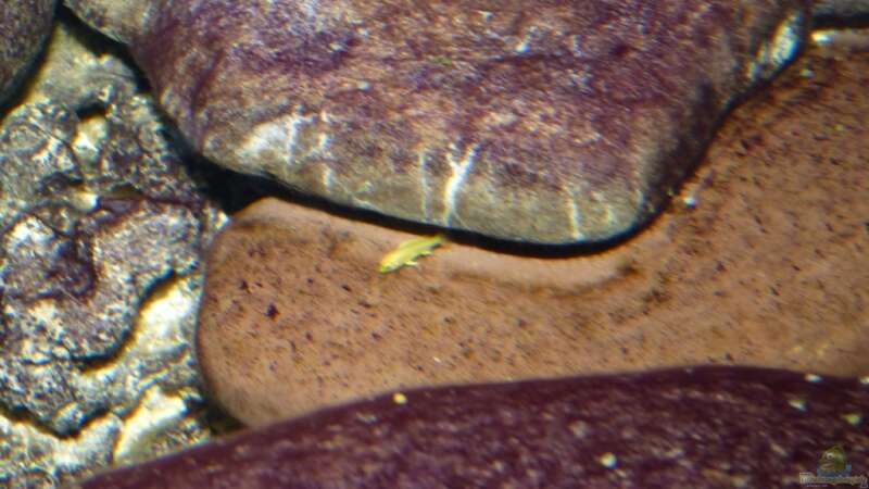 04.02.2010 Labidochromis caeruleus Baby :) von lützkopf (34)