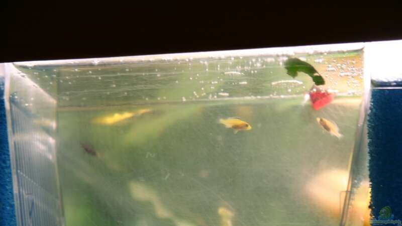 nur noch 1 Labidochromis caeruleus Baby, die anderen sind leider gestorben von lützkopf (28)