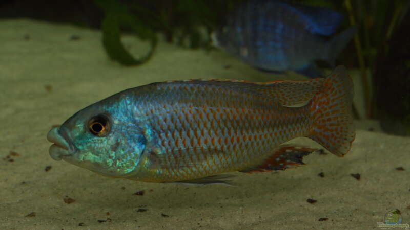 Cheilochromis euchilus WF Männchen 08.12.2013 von Klaus Lischka (50)