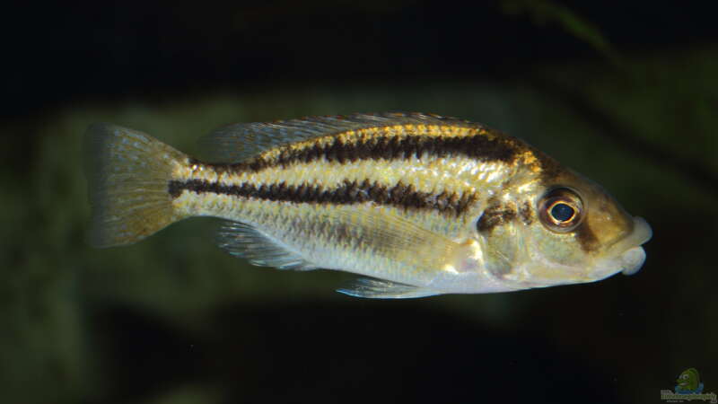 Cheilochromis euchilus WF Weibchen 06.12.2013 von Klaus Lischka (57)