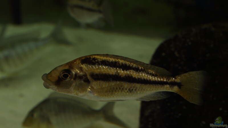 Aquarien mit Chilotilapia (Cheilochromis) euchilus  - Chilotilapia-euchilus-slnkaquarium