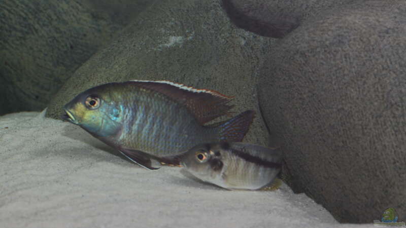 Tramitichromis sp. chirwa im Aquarium halten (Einrichtungsbeispiele für Tramitichromis sp. chirwa)  - Tramitichromis-chirwaaquarium