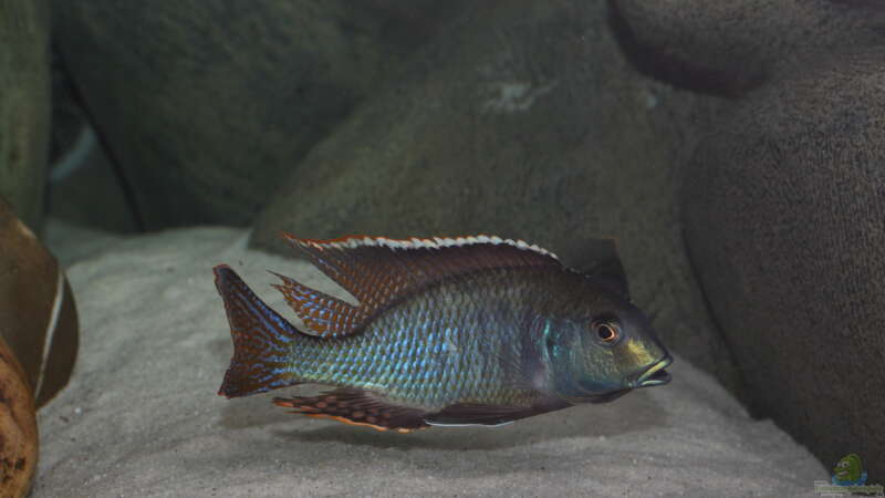 Tramitichromis-Arten im Aquarium halten (Einrichtungsbeispiele für Tramitichromis)  - Tramitichromisaquarium