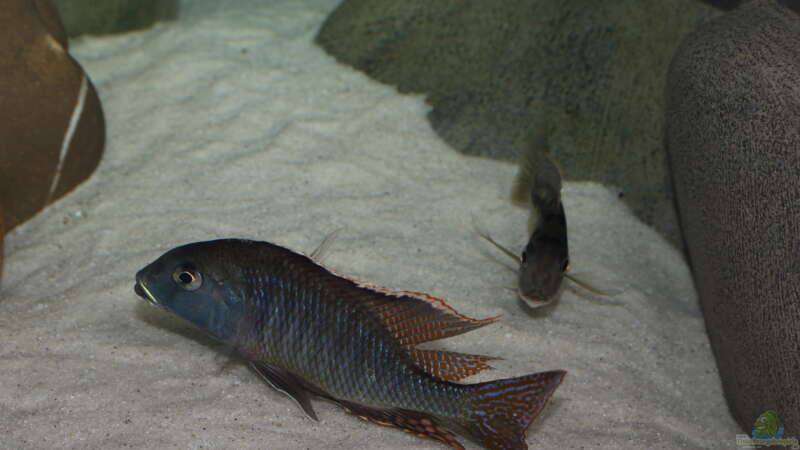 Tramitichromis-Arten im Aquarium halten (Einrichtungsbeispiele für Tramitichromis)