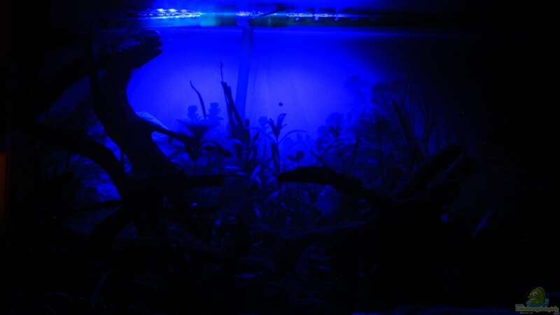 Aquarium My Amazonas Dream von gooral28 (3)