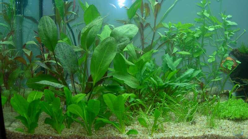 Pflanzen im Aquarium Becken 6729 von Tobias Antesberger (4)