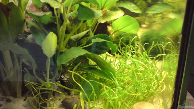 Pflanzen im Aquarium Becken 6745 von flip (3)