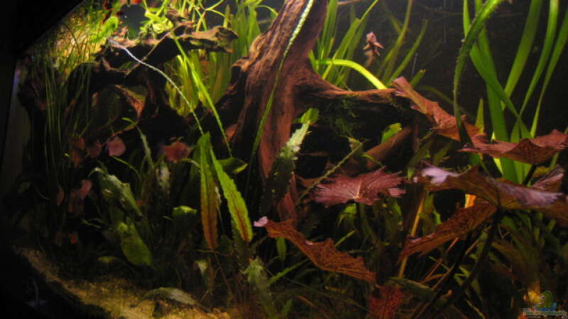 Besatz im Aquarium Becken 6762 von malawigome (24)