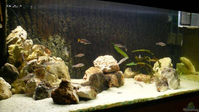 Aquarium Becken 6839 von Patrick Rohde (2)