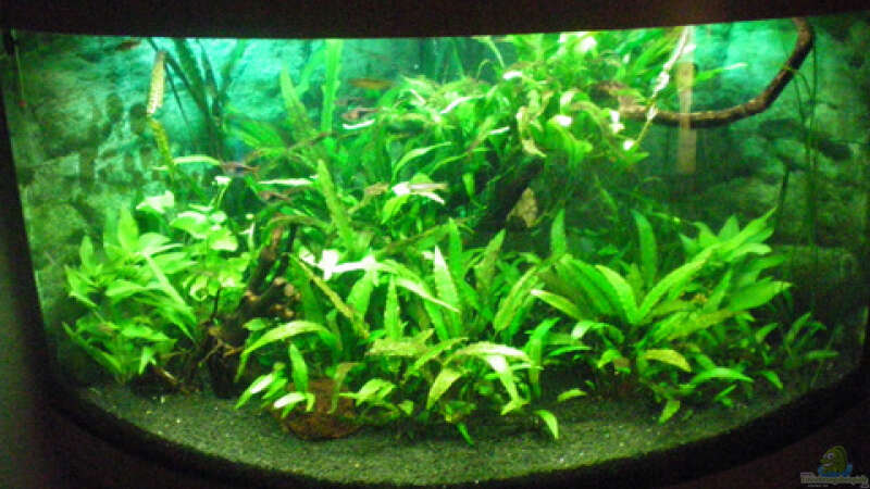 Pflanzen im Aquarium Aqua Asia ++Nur noch als Beispiel++ von Thomas Ahrens (10)