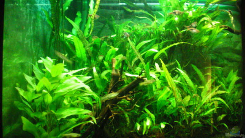 Pflanzen im Aquarium Aqua Asia ++Nur noch als Beispiel++ von Thomas Ahrens (8)