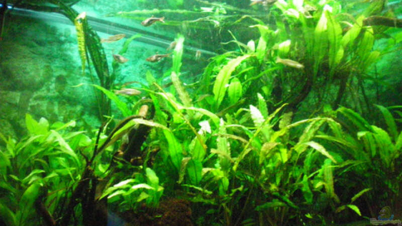 Pflanzen im Aquarium Aqua Asia ++Nur noch als Beispiel++ von Thomas Ahrens (9)