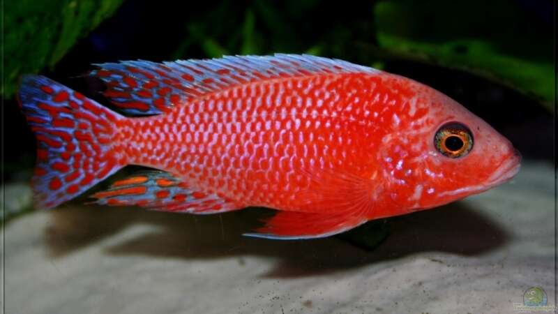 Aulonocara firefish - Männchen von Pütti (26)