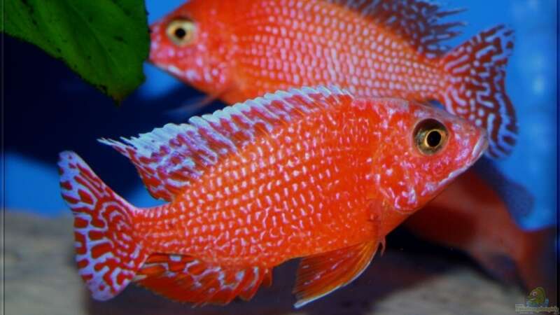 Aulonocara firefish - Männchen von Pütti (27)