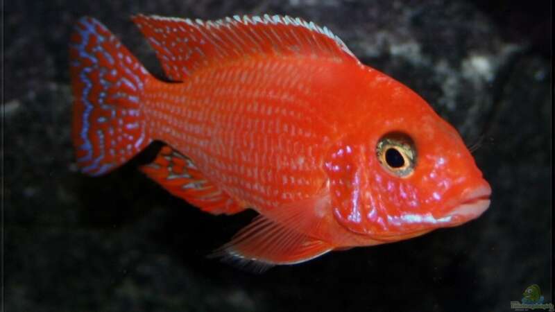 Aulonocara firefish - Männchen von Pütti (28)
