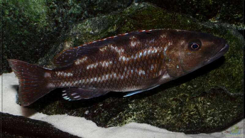Nimbochromis fuscotaeniatus - Weibchen von Pütti (25)