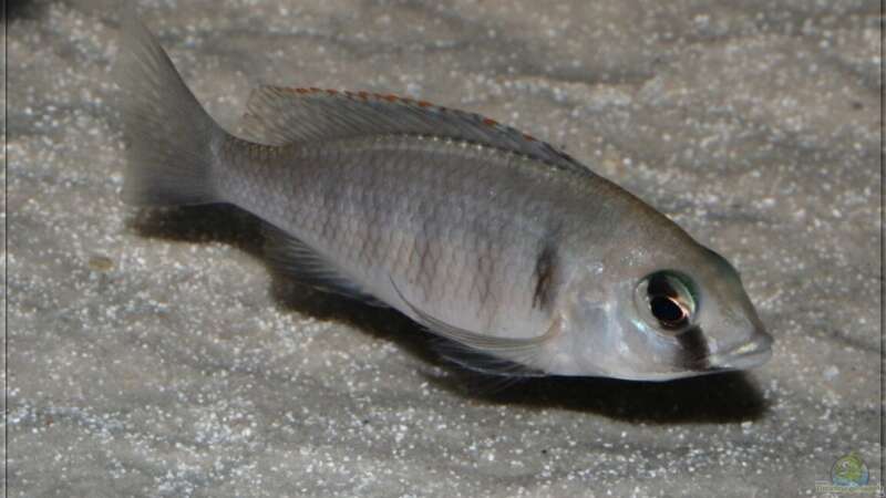 Placidochromis electra - Weibchen von Pütti (30)