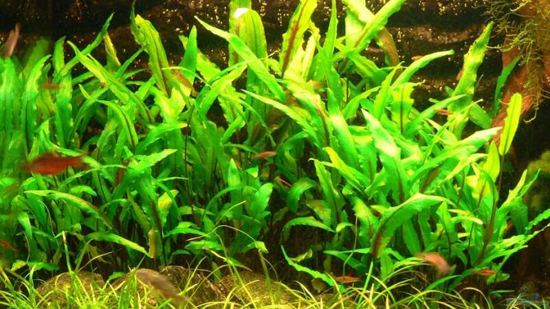Pflanzen im Aquarium Asiatisches Ufer von derflo (13)