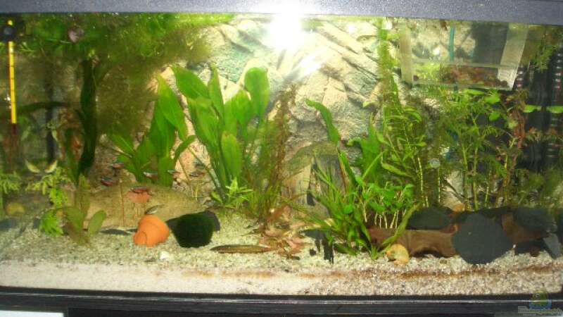 mein aquarium von Andre Schumacher (1)