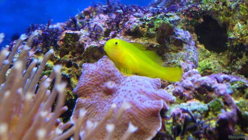 Gelbe Korallengrundel Gobiodon okinawae von Stefan Kamp (14)