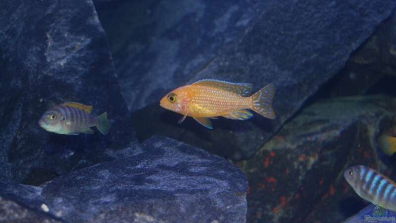 Aulonocara Fire Fish Männchen - noch ein bißchen blass (jung) von Claus Becker (18)