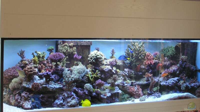 Aquarium Becken 7113 von Daniel Schmidt (2)
