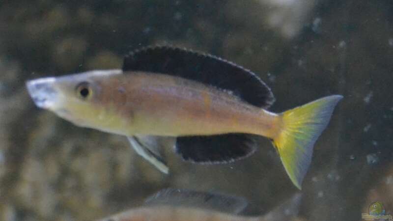 Gähnender Cyprichromis von falleb (36)