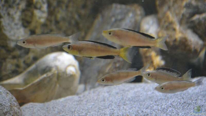 Gruppe Cyprichromis von falleb (37)