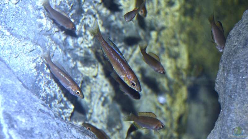 juvenile Cyprichromis microlepidotus ´bulu point´ von falleb (19)