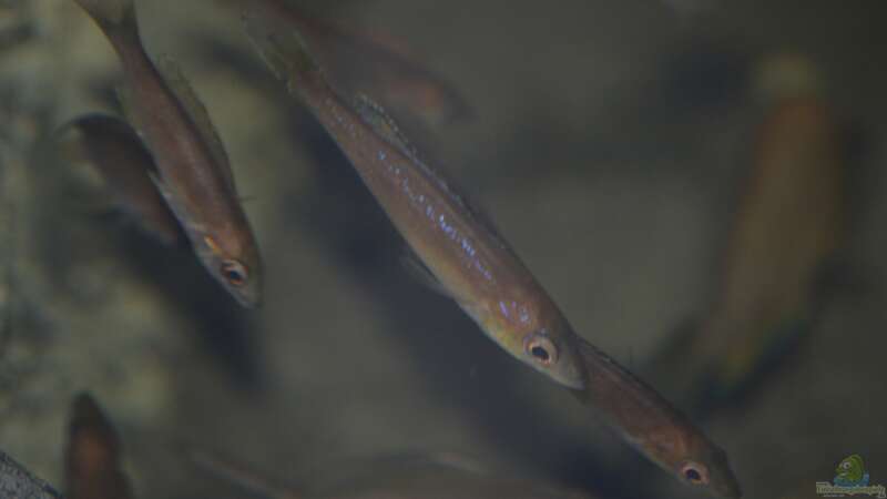 juvenile Cyprichromis microlepidotus ´Bulu Point´ von falleb (25)