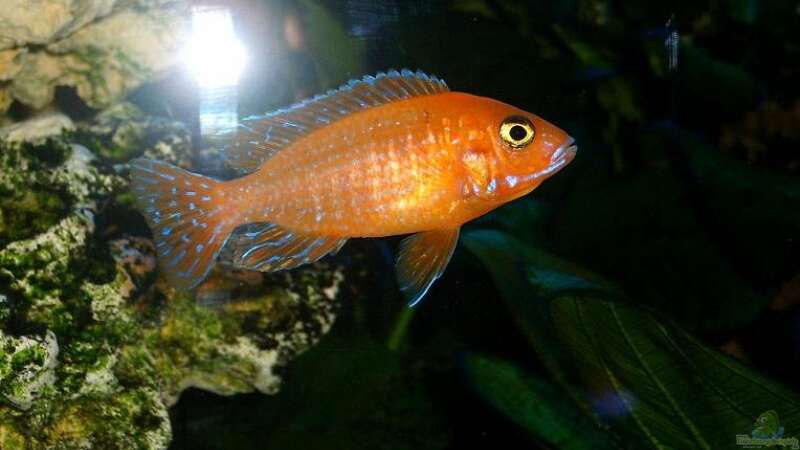 Red Fire Fisch von Cali20 (19)