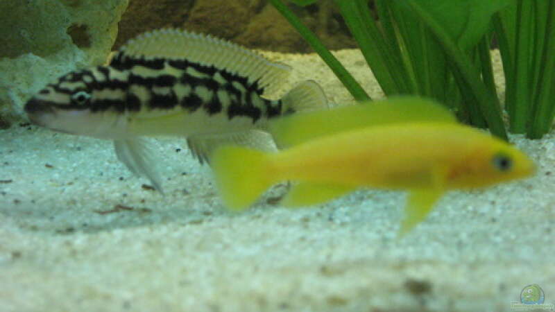 Julidochromis und Neolamprologus von Doris77 (3)