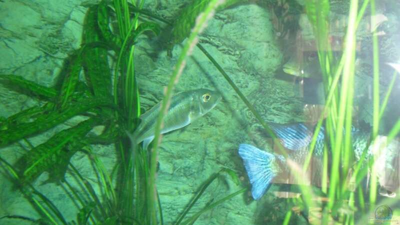 Einrichtungsbeispiele für Buccochromis lepturus