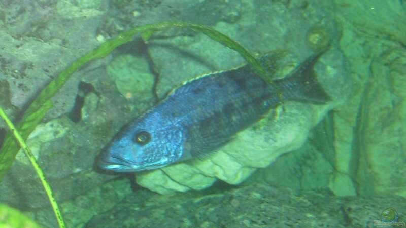 Tyrannochromis Nigriventer Bock von Toelz (21)