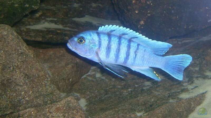 Besatz im Aquarium Erstes Malawi von Gallireya Reef (12)