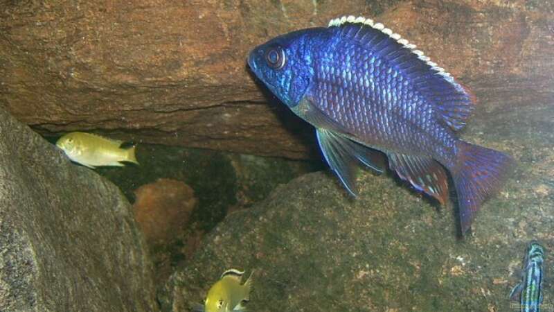 Besatz im Aquarium Erstes Malawi von Gallireya Reef (14)