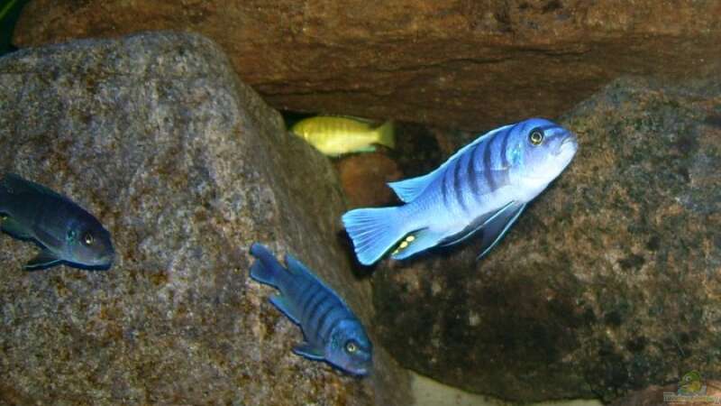 Besatz im Aquarium Erstes Malawi von Gallireya Reef (17)