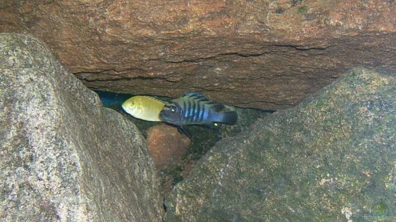 Besatz im Aquarium Erstes Malawi von Gallireya Reef (5)