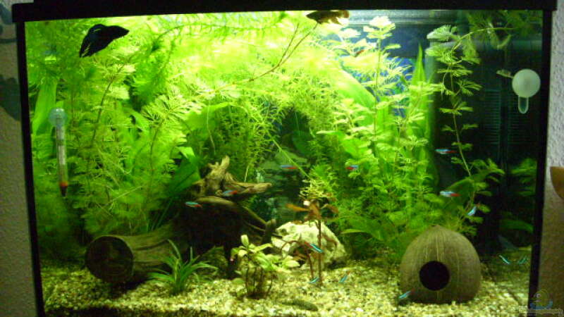 Mein 84 L Aquarium