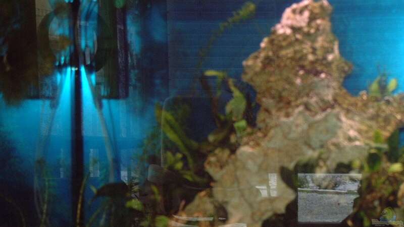 Dekoration im Aquarium Becken 7317 von FTE (4)