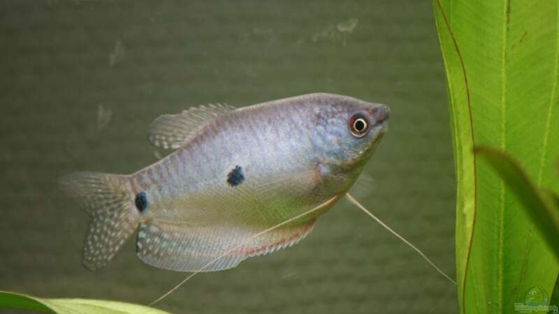 Blauer Fadenfisch(weiblich) von Amazonas-live (26)