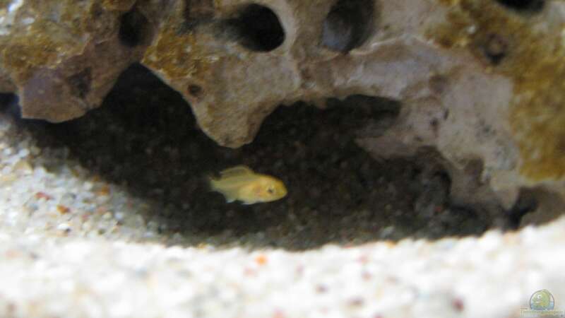 Labidochromis sp.Yellow / Gold (jung) von Willem Prins (22)