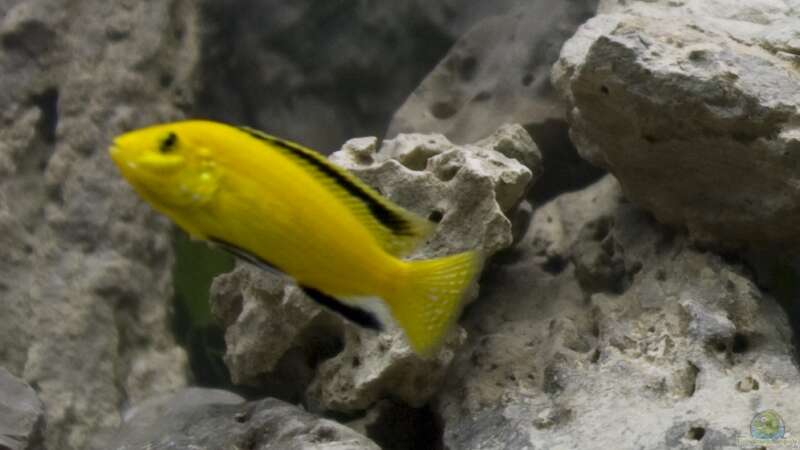 Labidochromis sp.Yellow / Gold von Willem Prins (12)