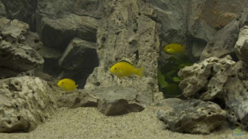 Labidochromis sp.Yellow / Gold von Willem Prins (14)