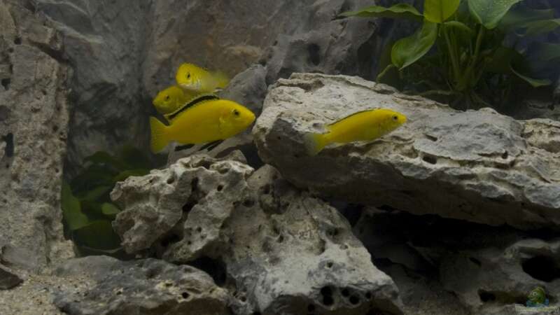Labidochromis sp.Yellow / Gold von Willem Prins (15)