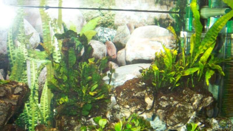 Pflanzen im Aquarium Becken 7368 von Andreas Hesse (11)